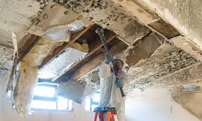 Best Environmental Consulting for Mold Prevention  in Kewaunee, WI